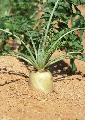 大阪のお好み焼き専門店「ぼてぢゅう」グループの魅力と店舗情報